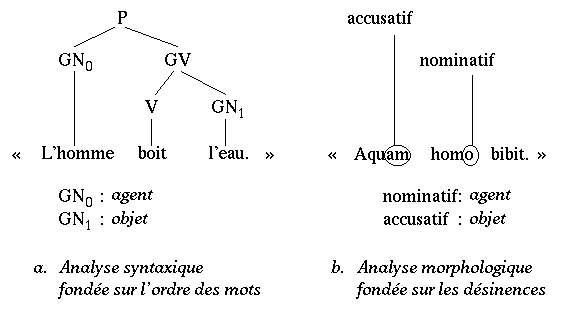 (a) Ordre SVO : L'homme boit l'eau / (b) Dsinences :
Aquam homo bibit.